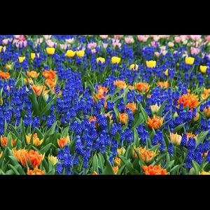 Meet your Posher, Olga